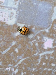 Harmonia axyridis