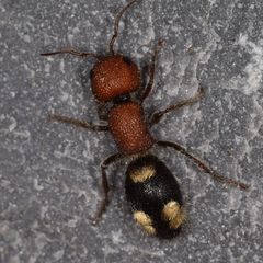 Mutilla quinquemaculata