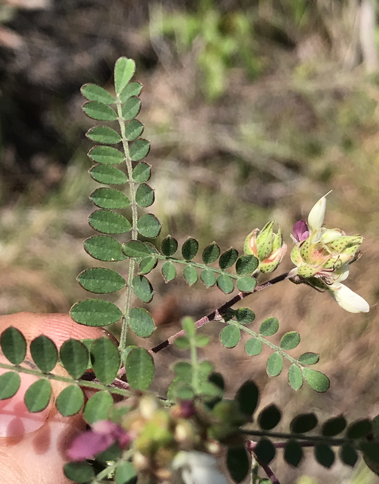 Dalea carthagenensis var. floridana