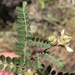 Dalea carthagenensis floridana - Photo (c) Alan R. Franck, algunos derechos reservados (CC BY-NC), subido por Alan R. Franck