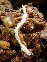 Vermetoidea