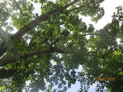 Sideroxylon salicifolium