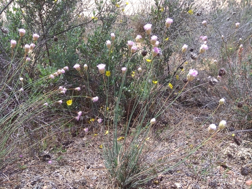 Armeria hispalensis