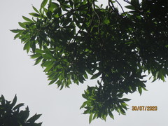 Sideroxylon salicifolium