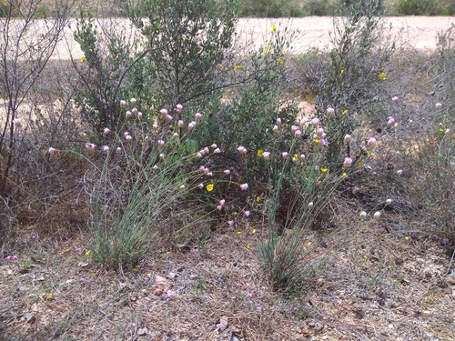 Armeria hispalensis, photograph 1