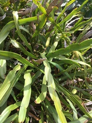 Carmichaelia williamsii