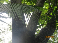 Sideroxylon salicifolium