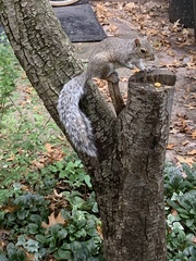 Sciurus carolinensis