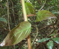 Combretum sylvicola