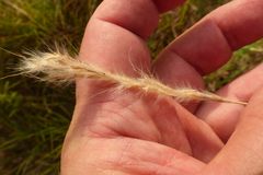 Bothriochloa torreyana