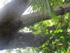 Sideroxylon salicifolium