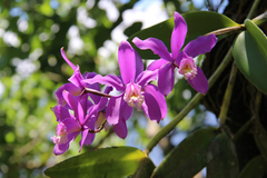 Cattleya harrisoniana