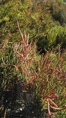 Salicornia