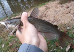 Ameiurus catus