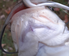 Ameiurus catus