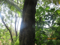 Sideroxylon salicifolium