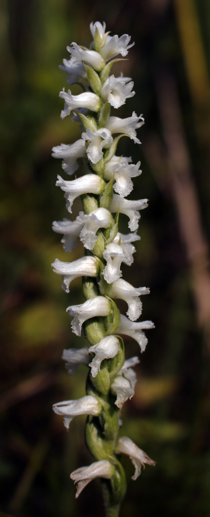 Spiranthes incurva
