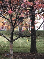 Sciurus carolinensis