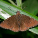 Northern Cloudywing - Photo (c) Bill Bouton, some rights reserved (CC BY-SA)