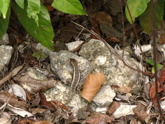 Sceloporus chrysostictus