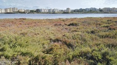 Salicornia