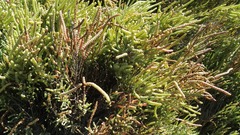Salicornia