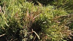 Salicornia