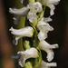 Spiranthes incurva - Photo (c) aarongunnar, μερικά δικαιώματα διατηρούνται (CC BY), uploaded by aarongunnar