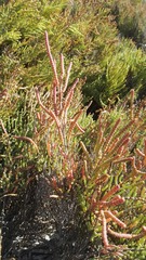 Salicornia