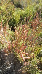 Salicornia