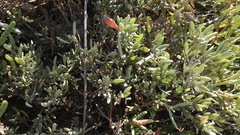 Salicornia