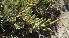 Salicornia