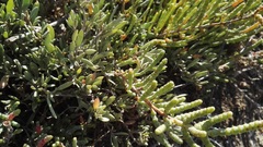 Salicornia