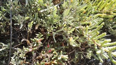 Salicornia