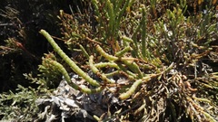 Salicornia