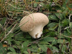Lycoperdon lividum
