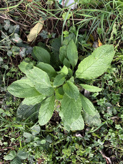 Pentaglottis sempervirens