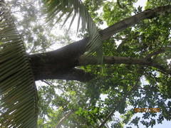 Sideroxylon salicifolium