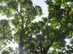 Sideroxylon salicifolium