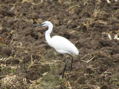 Egretta garzetta