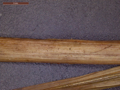 Echinochloa crus-pavonis