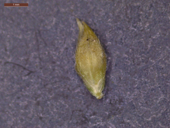 Echinochloa crus-pavonis