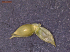 Echinochloa crus-pavonis