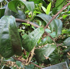 Oncinotis tenuiloba