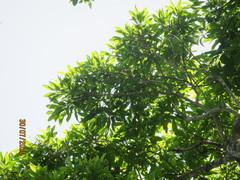 Sideroxylon salicifolium