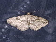 Peribatodes perversaria