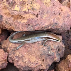 Notomabuya frenata