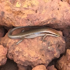 Notomabuya frenata