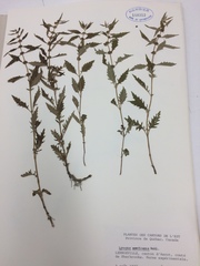 Lycopus laurentianus