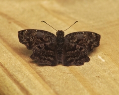 Antigonus liborius